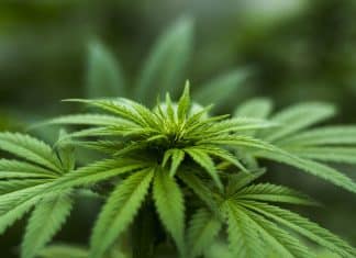 Marihuana Aktien