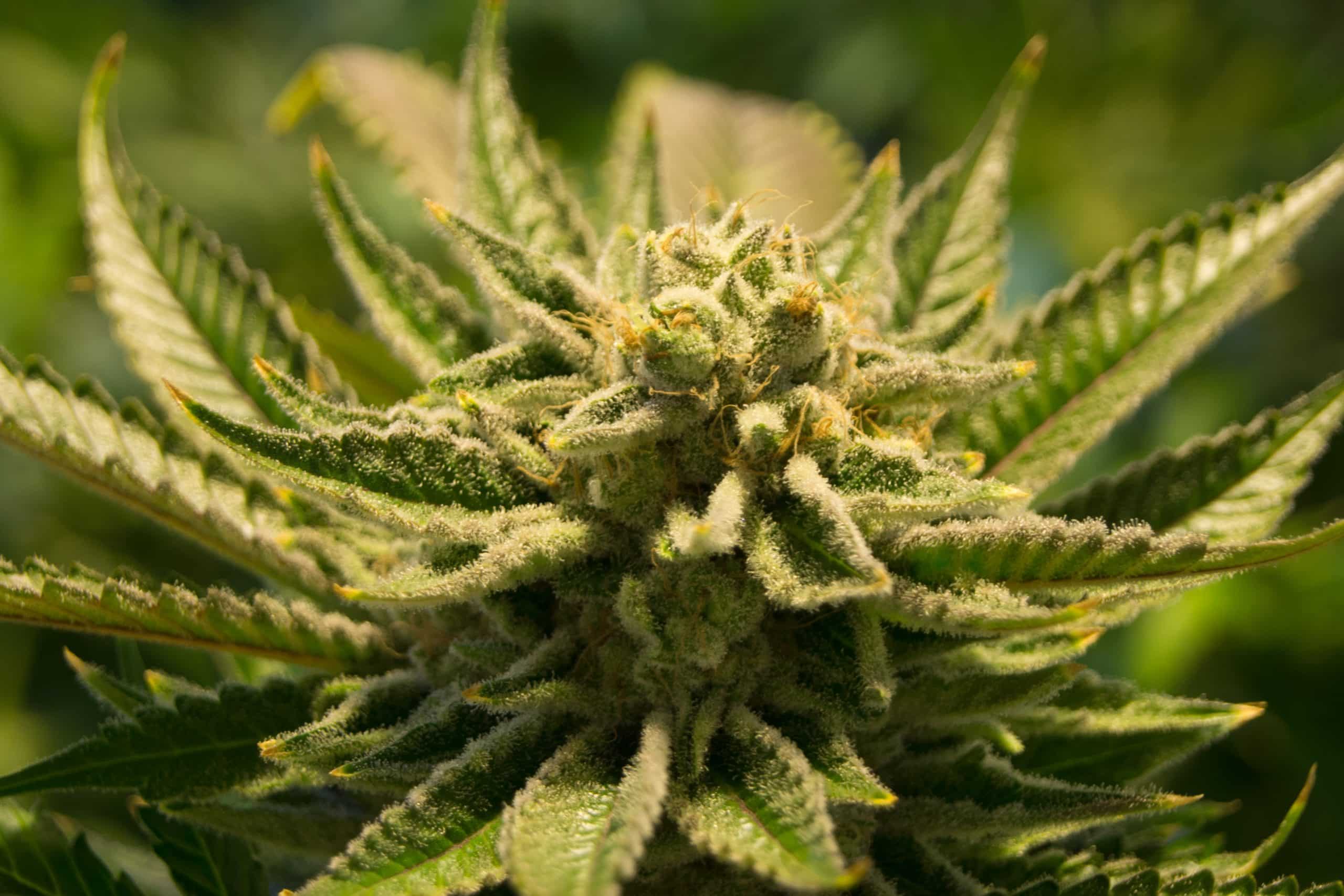 Marihuana Aktien