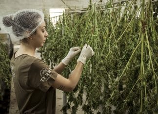 Marihuana Aktien